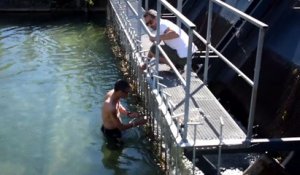 Bébé cygnes sauves de la noyade à Annecy