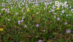 La jacinthe d'eau, une plante invasive aux vertus écologiques prometteuses