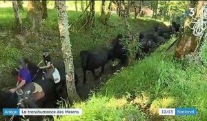Ariège : la transhumance des chevaux Mérens