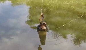 Ils pechent le crocodile avec un piranha