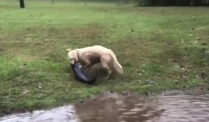 Un chien attrape un poisson-chat de sa taille et le traîne hors du lac