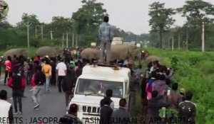 Un troupeau d'éléphants traverse la route Naksalbari en inde et c'est impressionnant