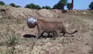 Des villageois trouvent un léopard la tête coincée dans un pot
