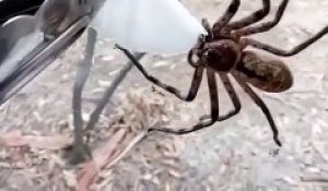 Une araignée assoiffée vient boire sur un coton imbibé d'eau