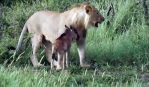 Une lionne protège un bébé antilope... Scène surréaliste