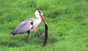 Un héron un peu trop gourmand veut avaler une anguille géante