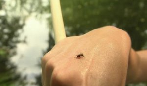 Sans frontières - Allemagne : alerte aux moustiques