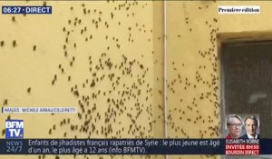 Une inquiétante invasion de sauterelles frappe la Sardaigne