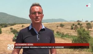 Italie : des millions de sauterelles ravagent les champs de Sardaigne