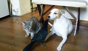 Un Chien Sauve Un Chat De La Noyade Sur Orange Vidéos