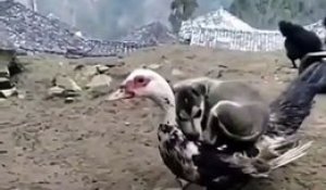 Un chiot se couche sur un canard