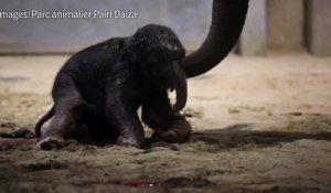 VIDÉO - Belgique : un bébé éléphant naît au zoo Pairi Daiza