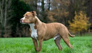 L'American Staffordshire Terrier : un chien dit "dangereux" mais aux nombreuses qualités