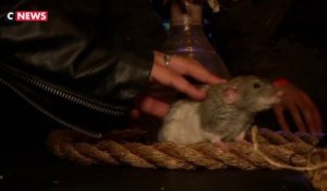 Après le bar à chats, le bar à rats !