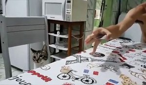 Un chat se fait bluffer par un tour de carte !