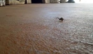 Cette petite araignée est la plus dangereuse du monde : Araignée RedBlack