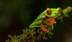 Chytridiomycose : la maladie qui décime les amphibiens