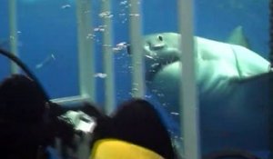 Effrayant : un requin blanc tente d'entrer dans la cage de ces plongeurs