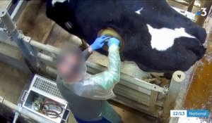 L214 : les images choc des "vaches à hublot" dans la Sarthe