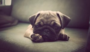 Les Races De Chien Les Plus Moches Sur Orange Vidéos