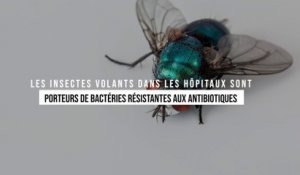 90 % des insectes volants dans les hôpitaux sont porteurs de bactéries résistantes aux antibiotiques