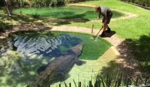 L'heure du repas pour Elvis le crocodile... Belle bête