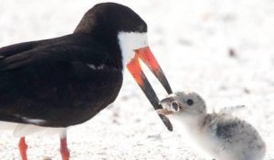 Cette photo d'un oiseau qui nourrit son petit est trompeuse et alarmante