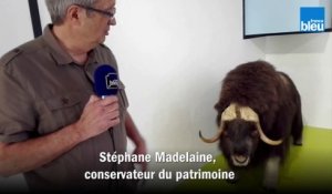 Le_conservateur du patrimoine Stéphane Madelaine nous parle du bœuf musqué