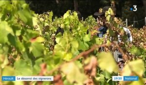 Canicule : le désarroi des vignerons dans l'Hérault