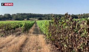 Canicule : les récoltes brûlées dans certains vignobles
