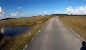 Ce cycliste croit voir un tronc d'arbre sur la route... C'est en fait un joli crocodile