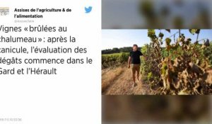 Vignes « brûlées au chalumeau » : après la canicule, le ministre promet des aides « rapides » aux agriculteurs