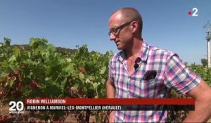 Viticulture : bientôt des vignes qui survivent au réchauffement climatique ?