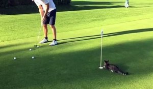 Un chat joue au golf