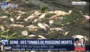 Plus de 3 tonnes de poissons morts dans la Seine après l’incendie d’une station d’épuration