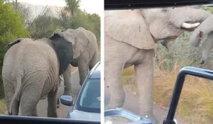 Deux éléphants se battent en plein milieu de la route