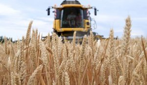 DNA - En Alsace, le blé se porte bien malgré la canicule (été 2019)