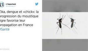 La progression du moustique tigre favorise leur propagation des maladies virales en France