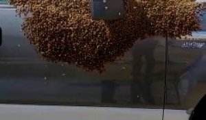 Un essaim d'abeilles est venu couvrir une partie de ce pick-up