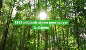 Planter 1200 milliards d'arbres pourrait sauver la planète