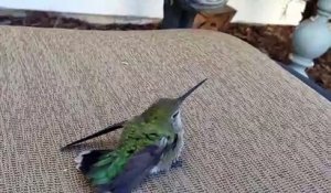Il sauve et nourrit à la main un jeune colibri adorable