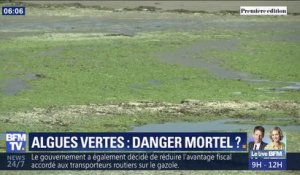 Les algues vertes sont-elles responsables de la mort d'un jeune ostréiculteur dans le Finistère?