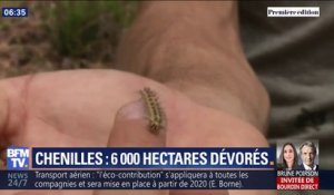 Elles sont toutes petites mais voraces: des chenilles ont dévoré plus de 6000 hectares de végétation dans le Var