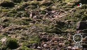 Bretagne : alerte aux algues vertes