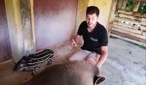 Zoo d'Amnéville : naissance d'un hippopotame et d'un tapir