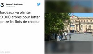 Bordeaux va planter 20 000 arbres pour lutter contre les îlots de chaleur