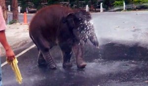 Un élephanteau s'éclate avec un jet d'eau