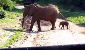 Un éléphanteau minuscule traverse la route avec maman... Impressionnant
