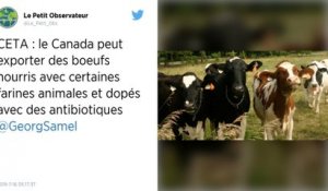 Conditions d’élevage, concurrence déloyale : le Ceta fait trembler les éleveurs bovins français