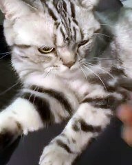 Ce Chat Veut A Tout Prix Casser Une Noix Trop Cute Sur Orange Videos